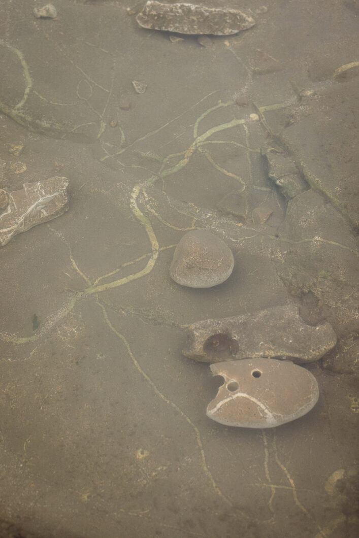 ELLIKER - Rock Pooling - Rockpool Face