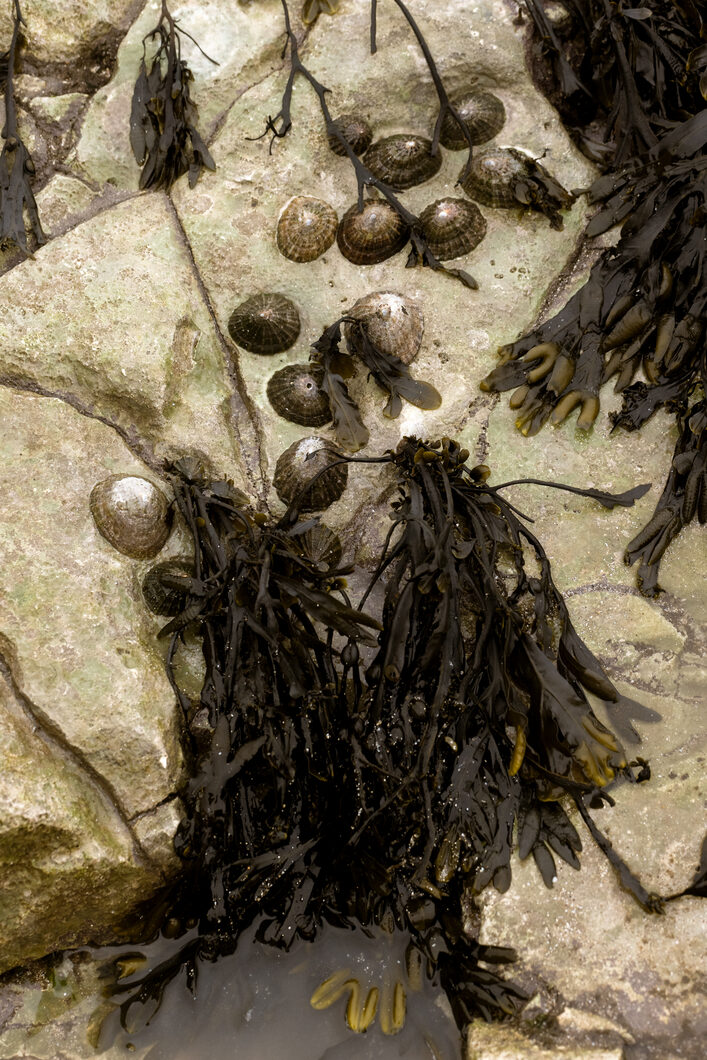 ELLIKER - Rock Pooling - Seaweed