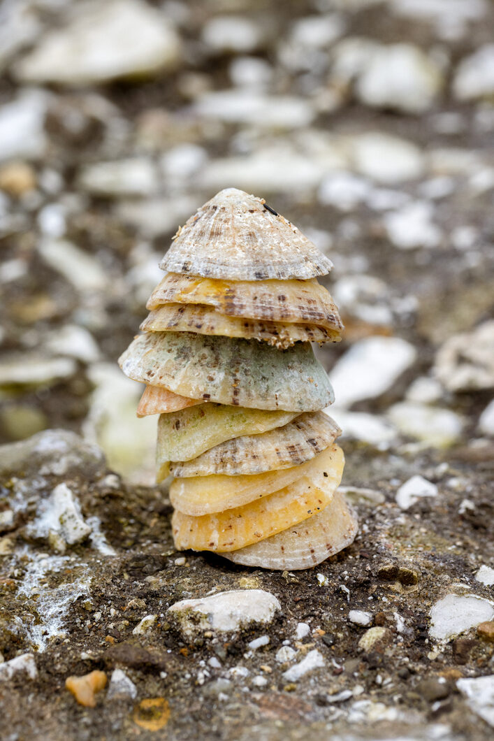 ELLIKER - Rock Pooling - Shells