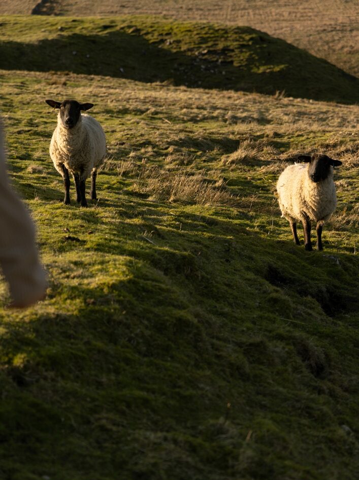 ELLIKER x Working Class Heroes removing invasive Sitka spruce