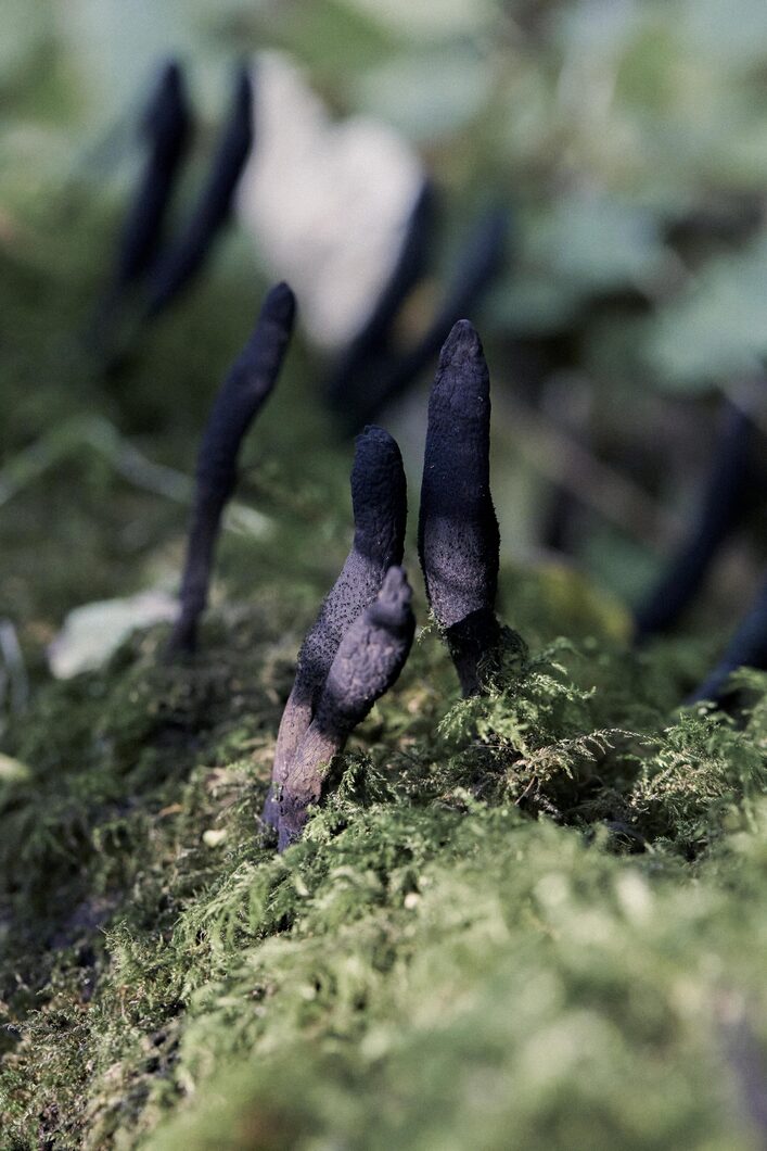 ELLIKER - Mushroom Identification - Growing