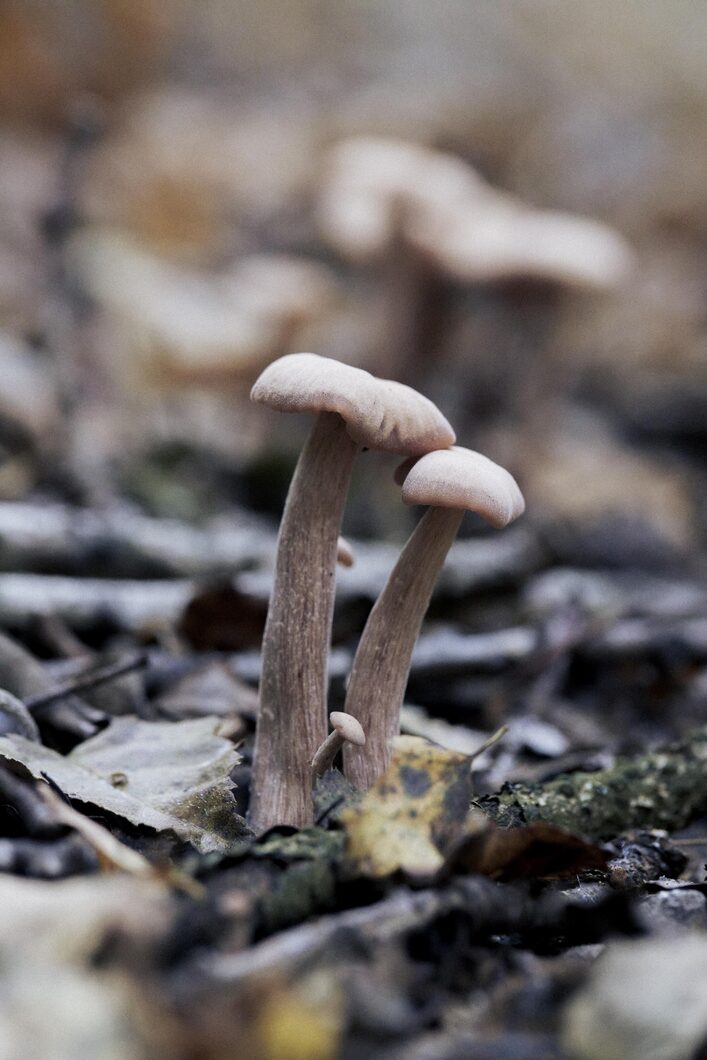 ELLIKER - Mushroom Identification - 