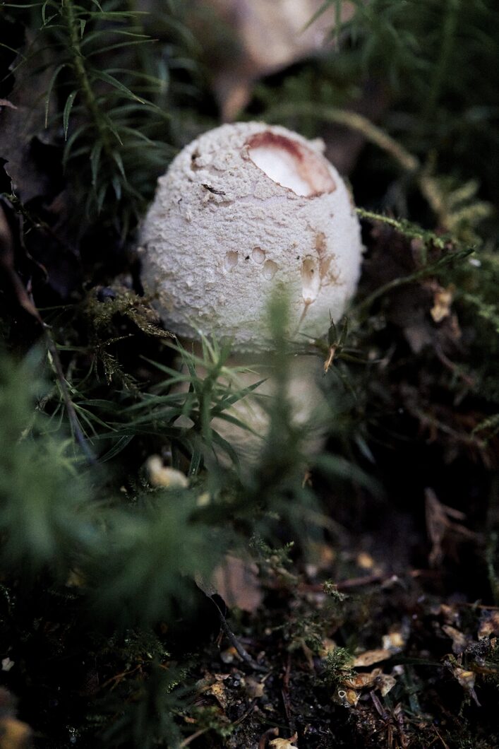 ELLIKER - Mushroom Identification - 