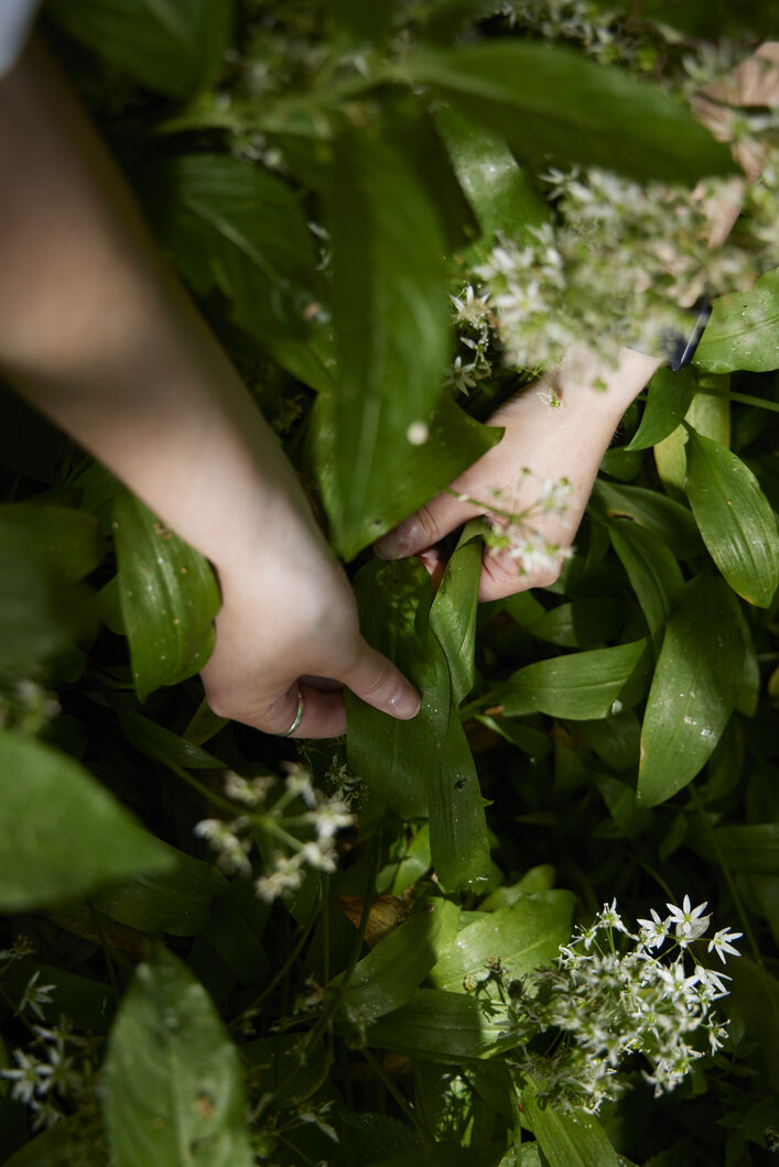 ELLIKER - Picking Wild Garlic