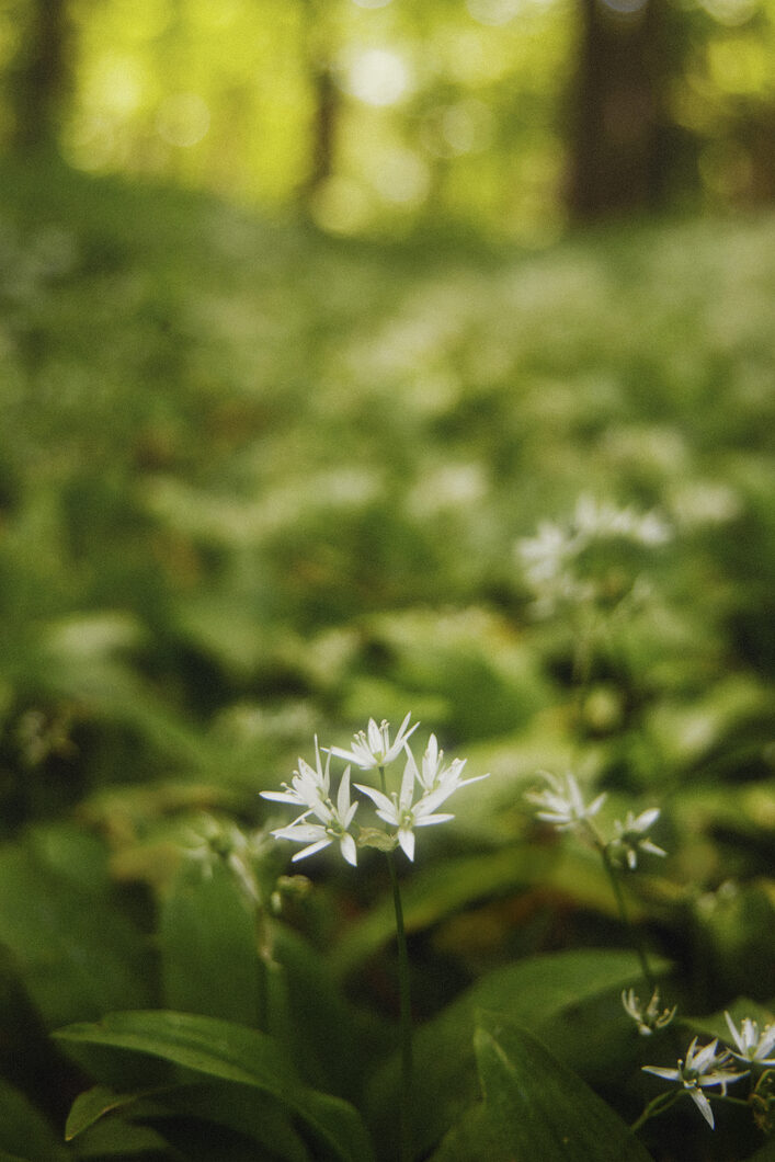 ELLIKER - Wild Garlic Plant