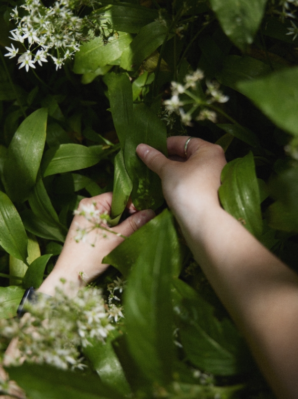 Wild Garlic Foraging